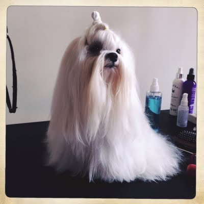 Bella Dolce Maltese logo