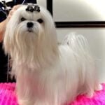 maltese puppies for sale, korean maltese puppies