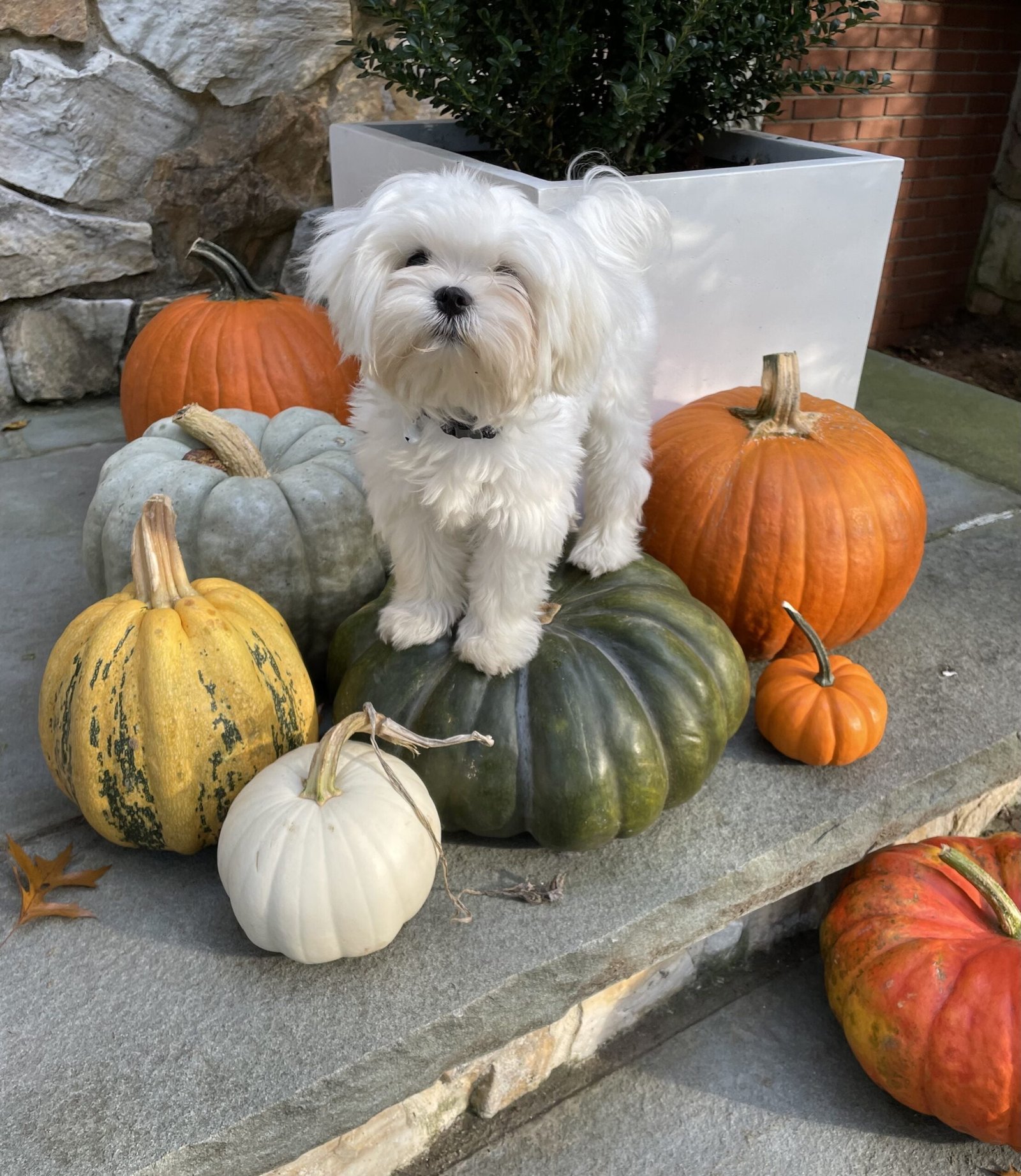 Maltese On Pumpkin