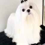 maltese puppies for sale