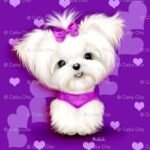 arizona maltese breeder, california maltese breeder, maltese puppies for sale