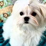 teacup maltese puppy, arizona maltese breeder, phoenix maltese breeder