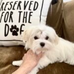 korean maltese puppies, teacup maltese puppies, arizona maltese breeder, california maltese