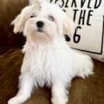 arizona maltese breeder, maltese puppies for sale, teacup tiny maltese puppies