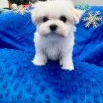 maltese puppies for sale, arizona maltese breeders, teacup puppies