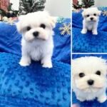 maltese puppies for sale, maltese puppies, korean maltese, babydoll maltese, teacup maltese, akc maltese puppies