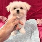 korean maltese, teacup maltese puppies for sale, maltese puppies for sale
