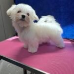 maltese puppies for sale, arizona maltese breeder, korean maltese, top quality maltese puppies