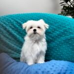 maltesepuppy, maltesepuppiesforsale, teacupmaltesepuppy