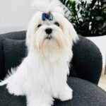 maltesepuppiesforsale, koreanmaltesepuppies