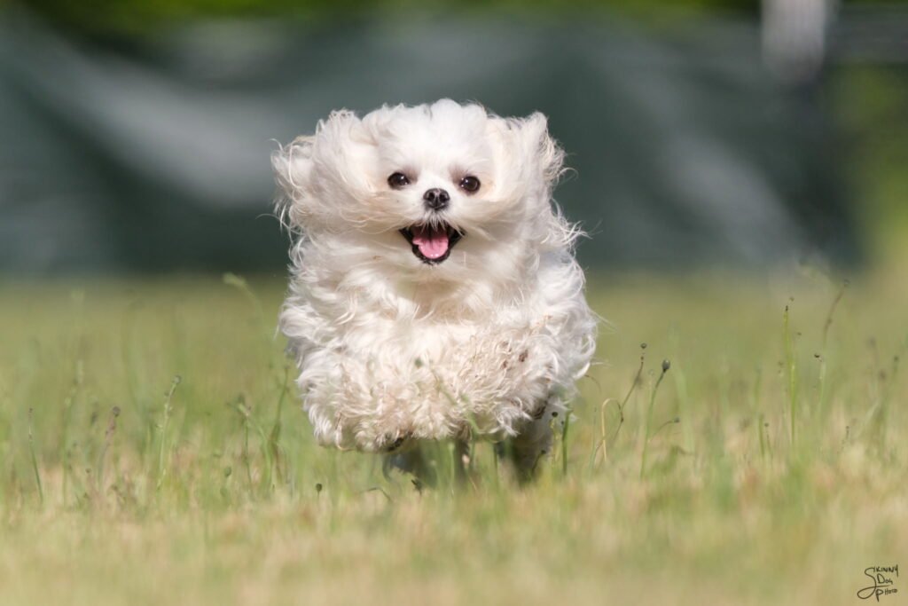 barnhuntmaltese, fastcat, dogsports, maltesepuppiesforsale, trickdogmaltese,