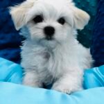 maltesepuppiesforsale, maltesepuppies, teacupmaltesepuppiesforsale