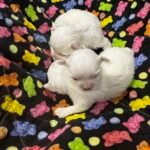 maltese puppies for sale, teacupmaltesepuppiesforsale