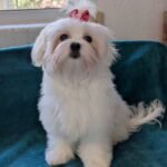 maltese puppies