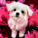 maltese puppy for sale, maltese breeders near me, teacupmaltesepuppies