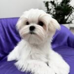 arizona maltese breeders, california maltese breeder, maltese puppies for sale