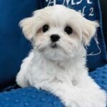 arizona maltese breeders, california maltese breeders, maltese puppies for sale, teacup malktese, korean maltese